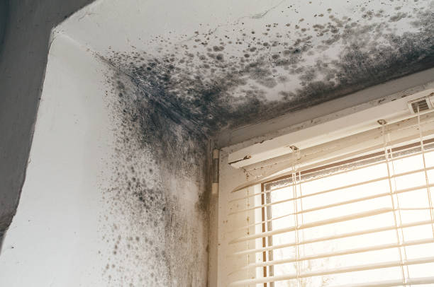 Affordable Mold Cleanup solutions in Riverdale, IL
