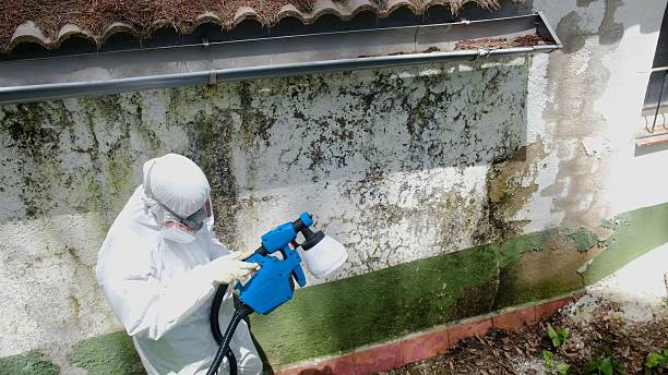 Top rated local Mold Cleanup specialists in Riverdale, IL